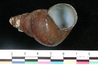 藏品(長田螺)的圖片